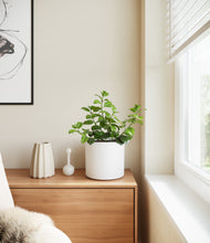 Load image into Gallery viewer, White