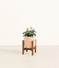 Load image into Gallery viewer, Gentle Pink stand:walnut