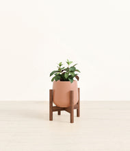 Load image into Gallery viewer, Calm Rose stand:walnut