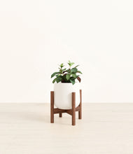 Load image into Gallery viewer, White stand:walnut