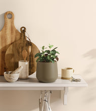 Load image into Gallery viewer, Olive