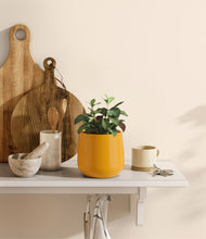 Load image into Gallery viewer, Mustard