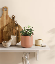 Load image into Gallery viewer, Calm Rose