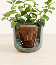 Load image into Gallery viewer, Sage Green