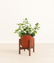 Load image into Gallery viewer, Earth Red stand:walnut
