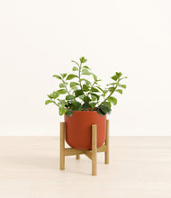 Load image into Gallery viewer, Earth Red stand:bamboo
