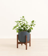 Load image into Gallery viewer, Iron Gray stand:walnut