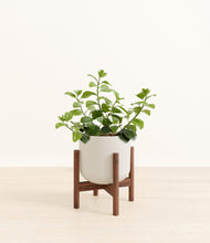 Load image into Gallery viewer, Natural Bamboo stand:walnut