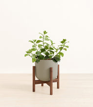Load image into Gallery viewer, Sage Green stand:walnut