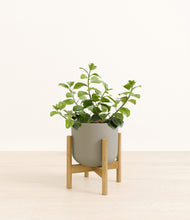 Load image into Gallery viewer, Sage Green stand:bamboo