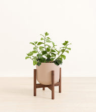 Load image into Gallery viewer, Sandy Pink stand:walnut
