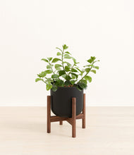 Load image into Gallery viewer, Stone Black stand:walnut