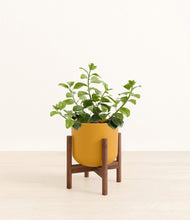 Load image into Gallery viewer, Sunset Orange stand:walnut