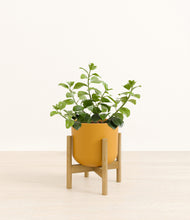 Load image into Gallery viewer, Sunset Orange stand:bamboo