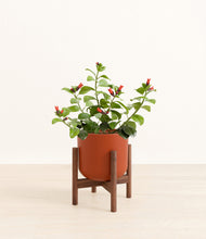 Load image into Gallery viewer, -