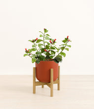 Load image into Gallery viewer, -