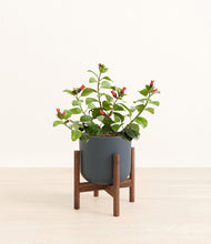 Load image into Gallery viewer, -