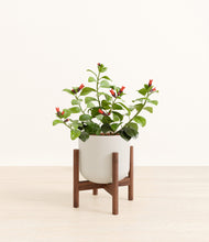 Load image into Gallery viewer, -