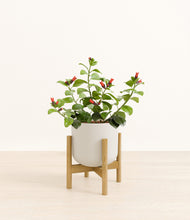 Load image into Gallery viewer, -