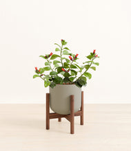 Load image into Gallery viewer, -