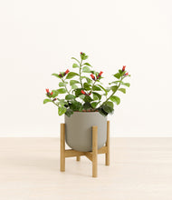 Load image into Gallery viewer, -