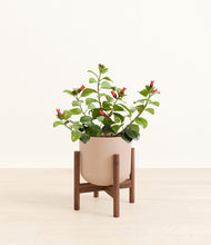 Load image into Gallery viewer, -