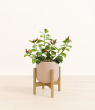 Load image into Gallery viewer, -