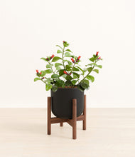 Load image into Gallery viewer, -