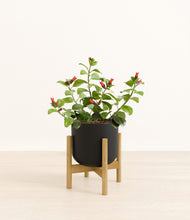 Load image into Gallery viewer, -