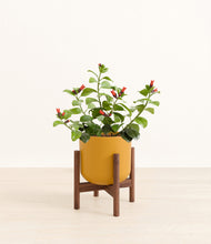 Load image into Gallery viewer, -