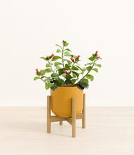 Load image into Gallery viewer, -