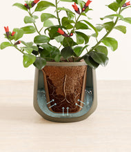 Load image into Gallery viewer, Olive stand:all