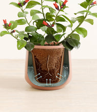 Load image into Gallery viewer, Calm Rose stand:all