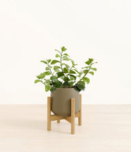 Load image into Gallery viewer, Olive stand:bamboo