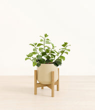 Load image into Gallery viewer, Almond Green stand:bamboo