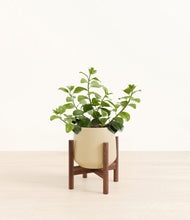 Load image into Gallery viewer, Almond Green stand:walnut