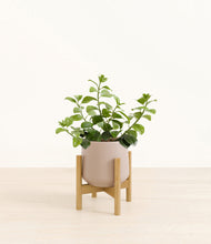 Load image into Gallery viewer, Eternal Gray stand:bamboo