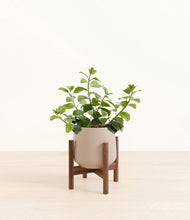 Load image into Gallery viewer, Eternal Gray stand:walnut