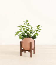 Load image into Gallery viewer, Calm Rose stand:walnut