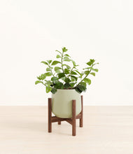 Load image into Gallery viewer, Turquoise stand:walnut