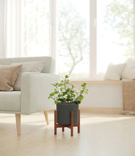 Load image into Gallery viewer, Dark Olive stand:walnut