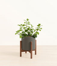 Load image into Gallery viewer, Dark Olive stand:walnut