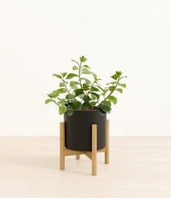 Load image into Gallery viewer, Black stand:bamboo