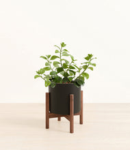 Load image into Gallery viewer, Black stand:walnut