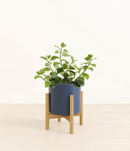 Load image into Gallery viewer, Deep Navy stand:bamboo