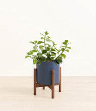 Load image into Gallery viewer, Deep Navy stand:walnut