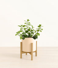 Load image into Gallery viewer, Cream stand:bamboo