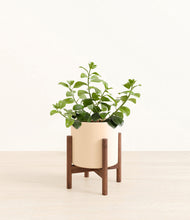 Load image into Gallery viewer, Cream stand:walnut