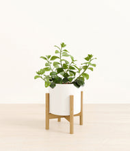 Load image into Gallery viewer, White stand:bamboo