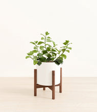 Load image into Gallery viewer, White stand:walnut